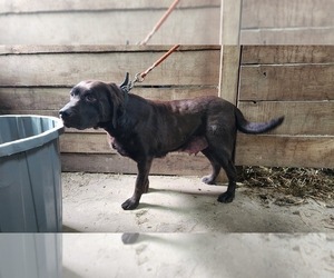 Mother of the Labrador Retriever puppies born on 10/12/2025