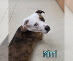 Small #10 Australian Shepherd-Boxer Mix