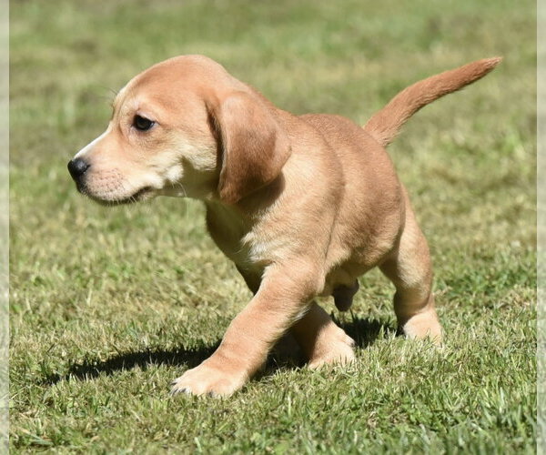 Medium Photo #6 Dachsador Puppy For Sale in Mechanicsburg, PA, USA
