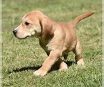 Small #5 Dachsador