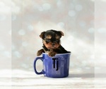 Small Photo #1 Yorkshire Terrier Puppy For Sale in VANCOUVER, WA, USA