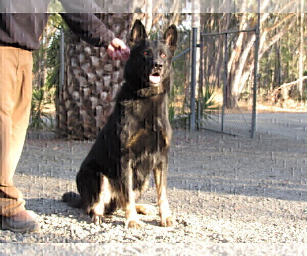 Medium Photo #1 German Shepherd Dog Puppy For Sale in VACAVILLE, CA, USA