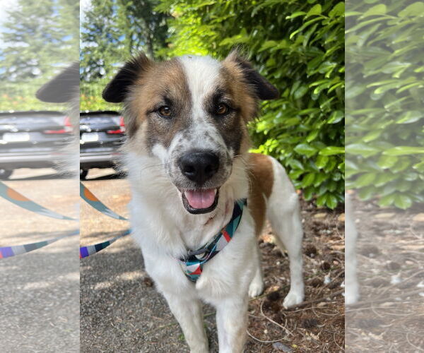 Medium Photo #3 Australian Shepherd-Unknown Mix Puppy For Sale in Bellevue, WA, USA