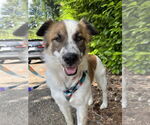 Small #2 Australian Shepherd Mix
