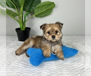 Morkie Puppy for sale in FRANKLIN, IN, USA