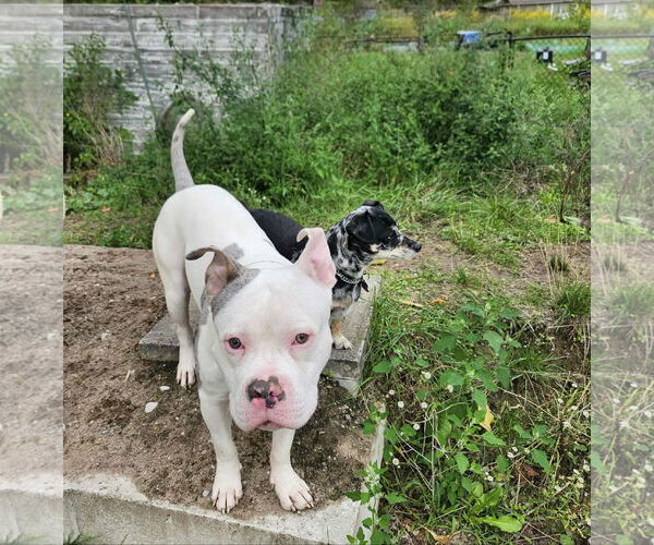 Medium Photo #4 Free-Lance Bulldog Puppy For Sale in Oro Medonte, Ontario, Canada