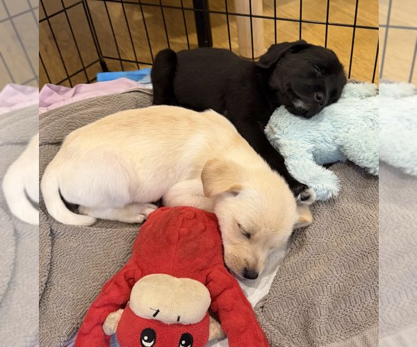 Medium Photo #3 Golden Pyrenees Puppy For Sale in Brooklyn, NY, USA