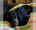Small #1 Dachshund