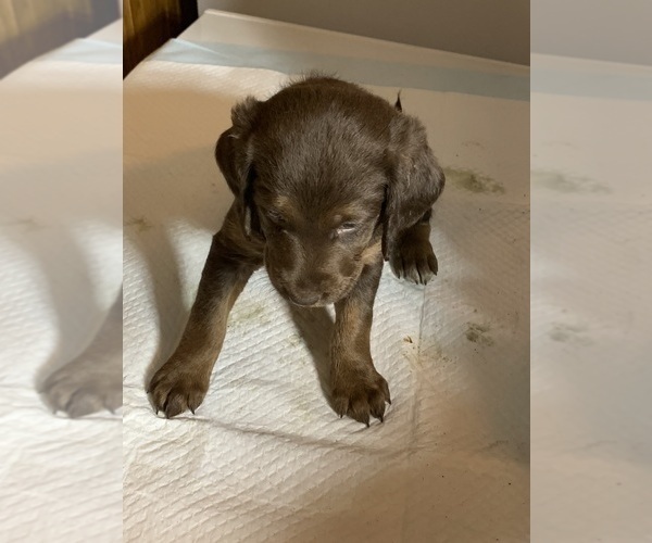 Medium Photo #13 Labradoodle Puppy For Sale in DEEPWATER, MO, USA