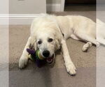 Small #3 Great Pyrenees