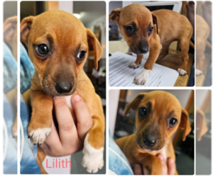 Chihuahua-Unknown Mix Dogs for adoption in Cranston, RI, USA