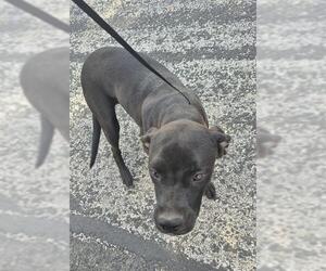 American Staffordshire Terrier-Unknown Mix Dogs for adoption in San Antonio, TX, USA