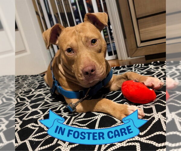 Medium Photo #1 Staffordshire Bull Terrier-Unknown Mix Puppy For Sale in Tallahassee, FL, USA