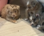 Small #4 Miniature Australian Shepherd