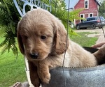 Small #2 Goldendoodle (Miniature)