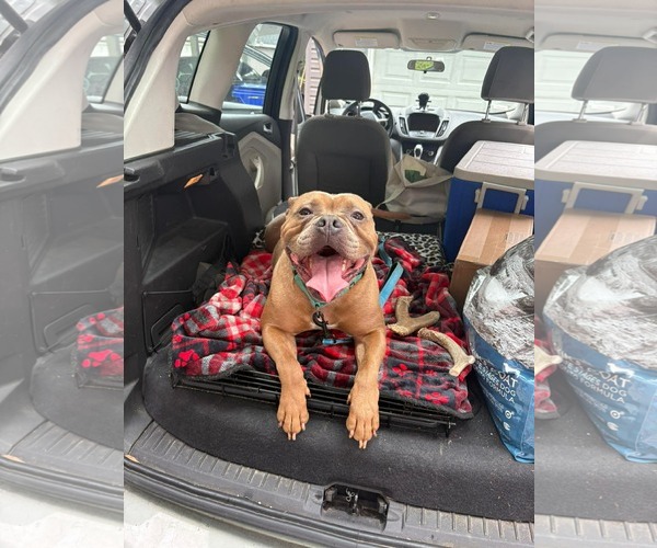Medium Photo #4  Puppy For Sale in , 