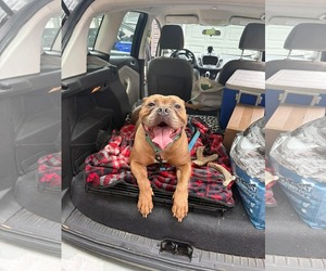 American Bulldog-Unknown Mix Dogs for adoption in Derwood, MD, USA