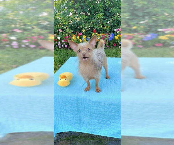 Medium Photo #9 Mutt Puppy For Sale in Weston, FL, USA