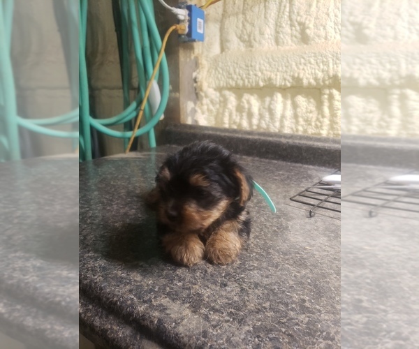 Medium Photo #4 Yorkshire Terrier Puppy For Sale in MOUNTAIN GROVE, MO, USA