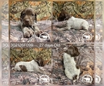 Small #1 German Shorthaired Pointer