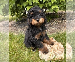Poodle (Miniature) Puppy for sale in MIDDLEBURY, IN, USA