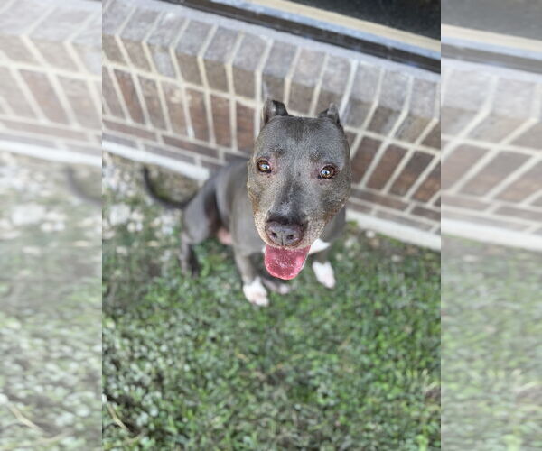 Medium Photo #5 American Pit Bull Terrier-Unknown Mix Puppy For Sale in Rowlett, TX, USA