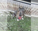 Small #4 American Pit Bull Terrier Mix