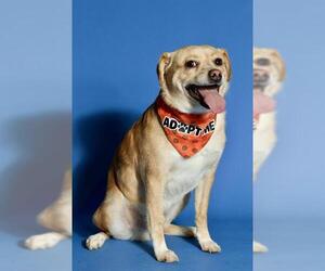 Chihuahua-Unknown Mix Dogs for adoption in West Valley, UT, USA