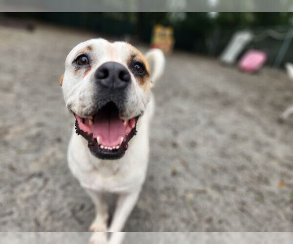 Medium Photo #12 Bulloxer Puppy For Sale in Myrtle Beach, SC, USA
