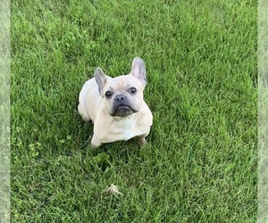 Mother of the French Bulldog puppies born on 05/21/2019