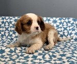Small #3 Cavalier King Charles Spaniel