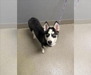 Siberian Husky-Unknown Mix Dogs for adoption in Las Vegas, NV, USA