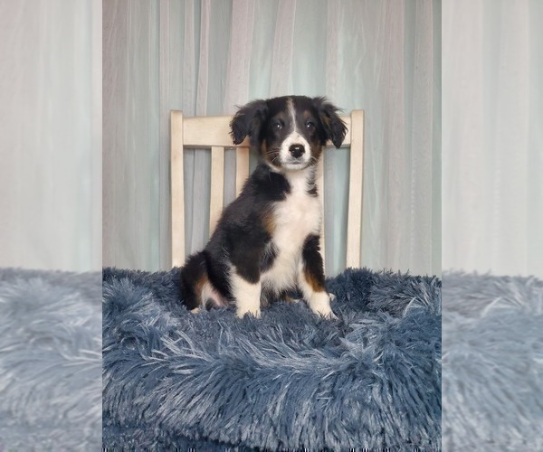 Medium Photo #2 Aussiedoodle Puppy For Sale in GOSHEN, IN, USA
