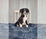 Small Photo #2 Aussiedoodle Puppy For Sale in GOSHEN, IN, USA