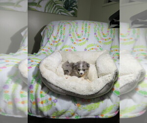 Pomeranian Puppy for Sale in COOKEVILLE, Tennessee USA