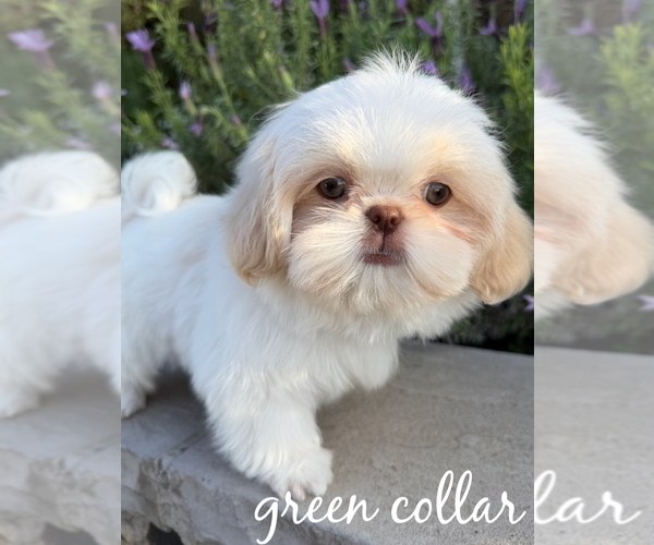 Medium Photo #4 Shih Tzu Puppy For Sale in RIVERSIDE, CA, USA