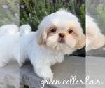 Small #3 Shih Tzu