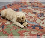 Small #4 Golden Retriever