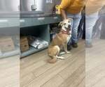 Small #1 Labrador Retriever Mix