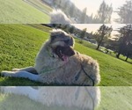 Small Photo #10 Anatolian Shepherd-Great Pyrenees Mix Puppy For Sale in AGOURA HILLS, CA, USA