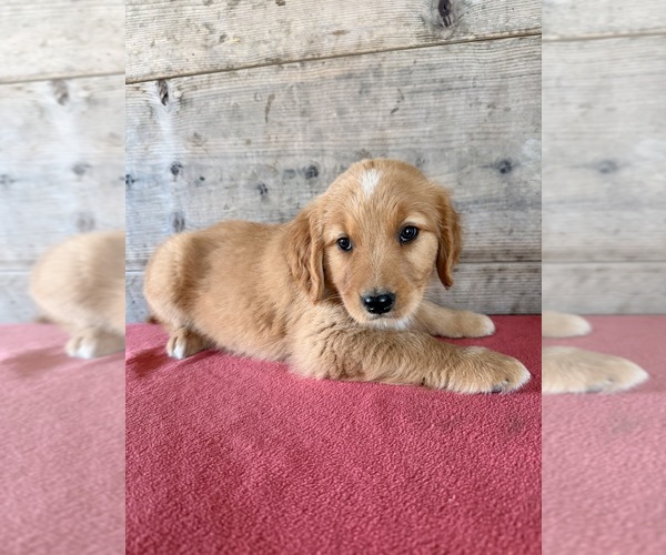Medium Photo #10 Golden Retriever Puppy For Sale in VERMONTVILLE, MI, USA
