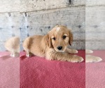 Litter of 10 - Male(s) and Female(s) Golden RetrieverLitter of Puppies for Sale - Photo #10