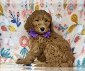 Labradoodle-Poodle (Standard) Mix Puppy for sale in LANCASTER, PA, USA