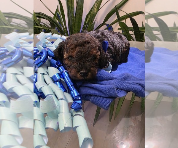 Medium Photo #10 Poodle (Toy) Puppy For Sale in CORAL SPRINGS, FL, USA