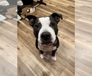 King (from NYC) - Male American Pit Bull Terrier-Staffordshire Bull Terrier Mix Dog for Adoption - Photo #5