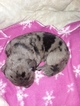 Puppy 5 Great Dane-Labrador Retriever Mix