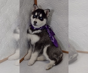 Siberian Husky Puppy for sale in MOUNT AYR, IA, USA