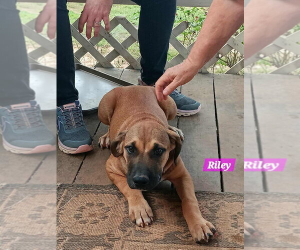Medium Photo #3 Mutt Puppy For Sale in FRAMINGHAM, MA, USA