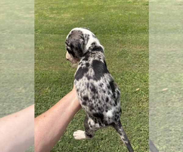 Medium Photo #7 Great Dane Puppy For Sale in CLANTON, AL, USA