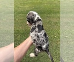 Small #6 Great Dane
